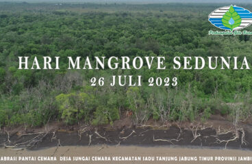 mangrove-copy